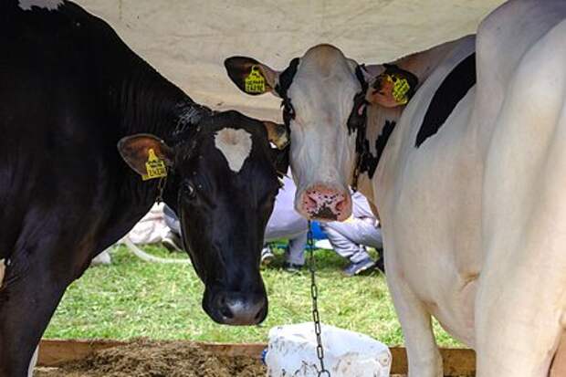 В Батыревском районе Чувашии ввели карантин из‑за пастереллёза КРС
