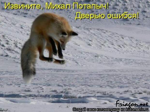 Котоматрица про Любовь