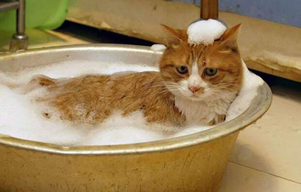 Кошки которые любят воду-13