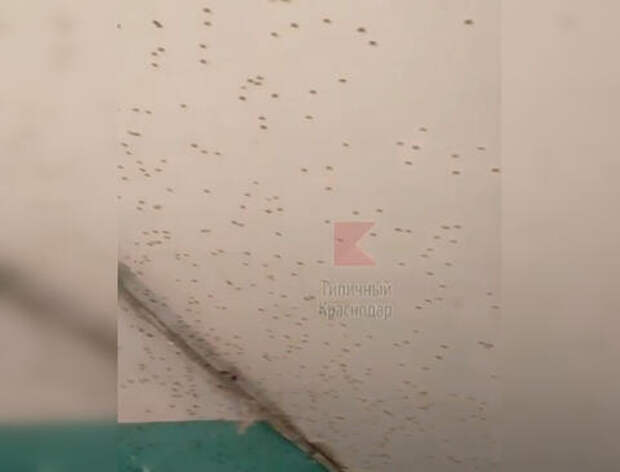 В Краснодаре подъезд дома облепили мухи ВИДЕО