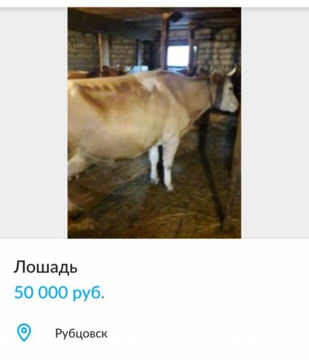 Смешные объявления (18 скриншотов)
