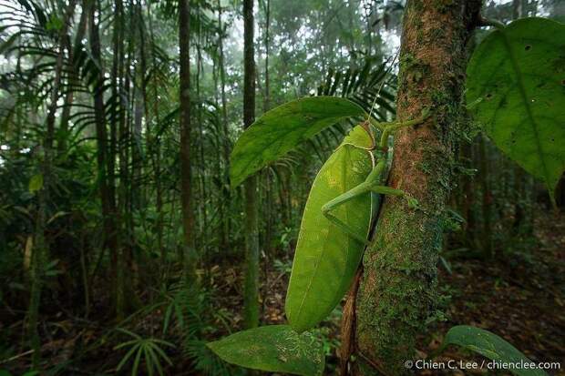Невероятная жизнь растений и животных в тропических лесах Борнео