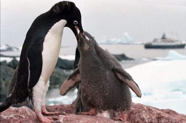 Тысячи пигнвинят в Антарктике погибли от голода антарктида, животные, изменения климата, пингвины, пингвины Адели, птицы, экологи, экология