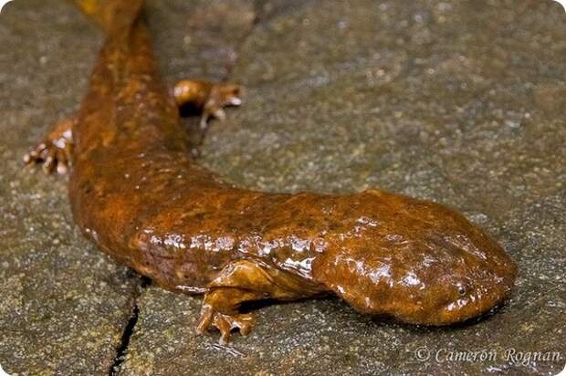 Аллеганский скрытожаберник (лат.Cryptobranchus alleganiensis)