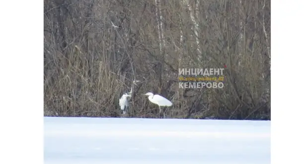 В Кемерово прилетели цапли, а в луже поселились утки