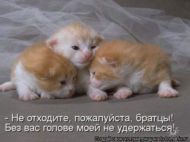 Лучшие котоматрицы недели Лучшие котоматрицы недели