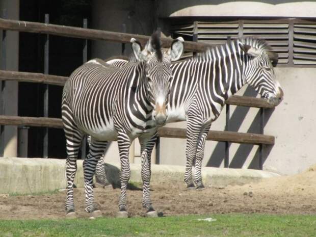 В крымский зоопарк из Херсонской области привезли трёх зебр