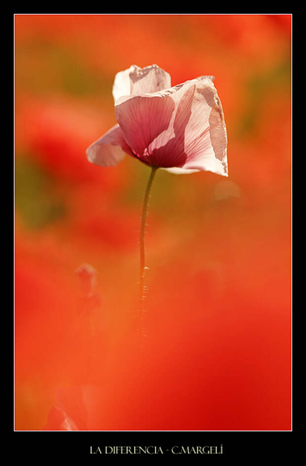 La diferencia / The diference