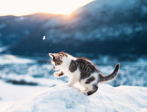 Картинки по запросу фото котенок на снегу