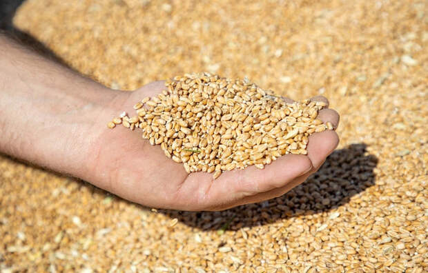 Россельхознадзор нашёл нарушение при ввозе ячменя в Тульскую область