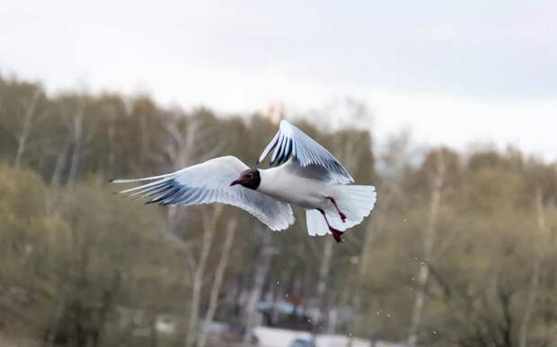 Вода в Оке у Рязани поднялась еще на 35 см к 1 апреля