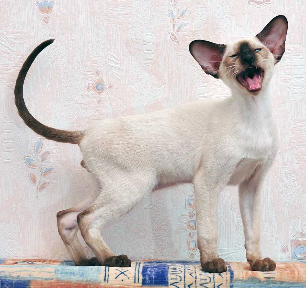 Котенок сиамской кошки современного типа Котенок сиамской кошки современного типа