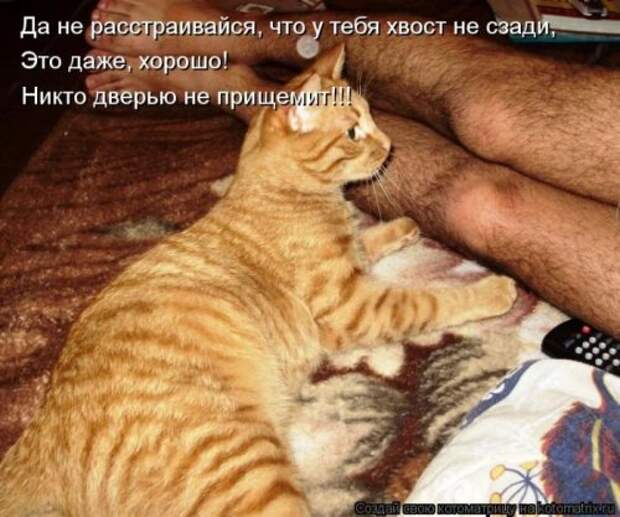 Лучшие котоматрицы недели (28 фото)