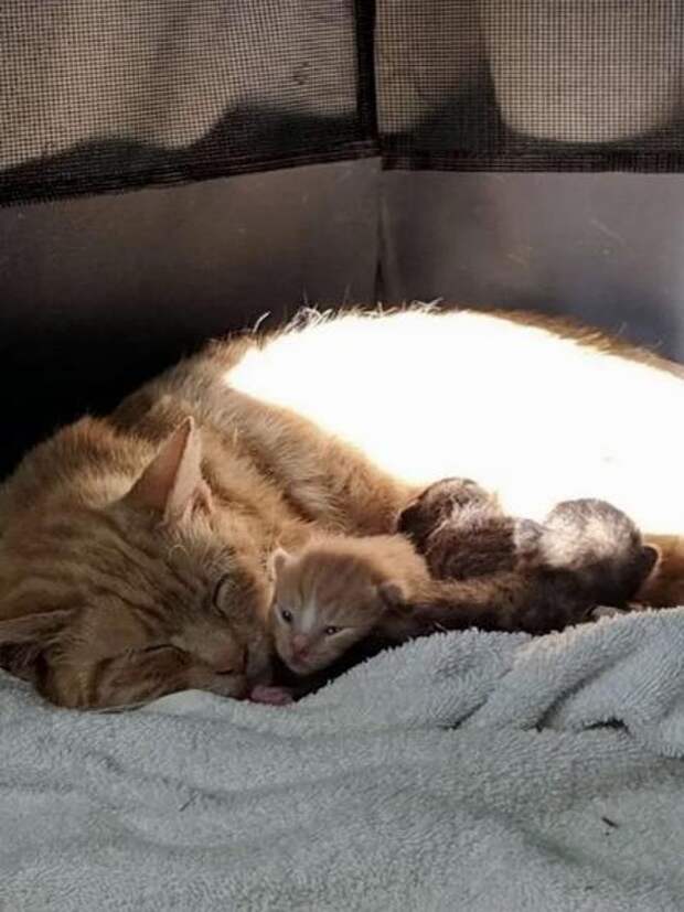 кошка с котятами в безопасности кошка с котятами рис 2