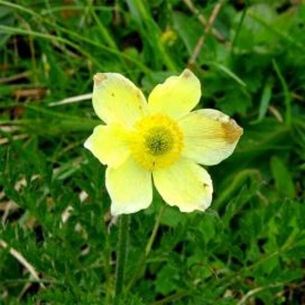 Анемона желтая (Yellow anemone)