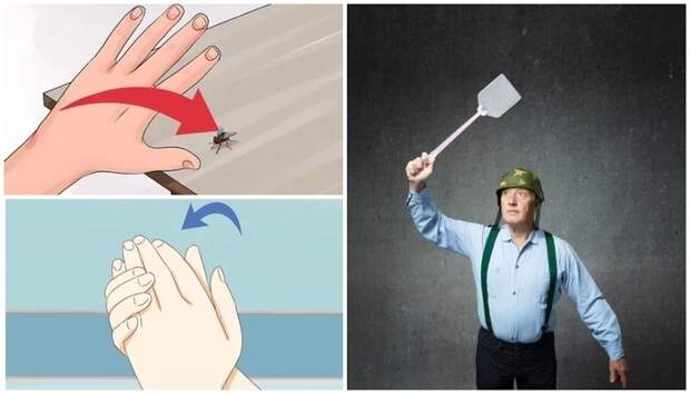 8 эффективных средств, которые помогут избавиться от мух дома