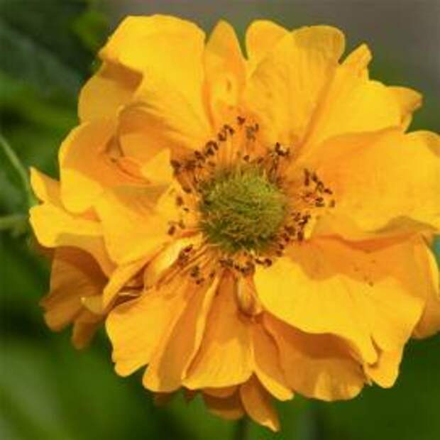 Гравилат чилийский (Yellow Geum)