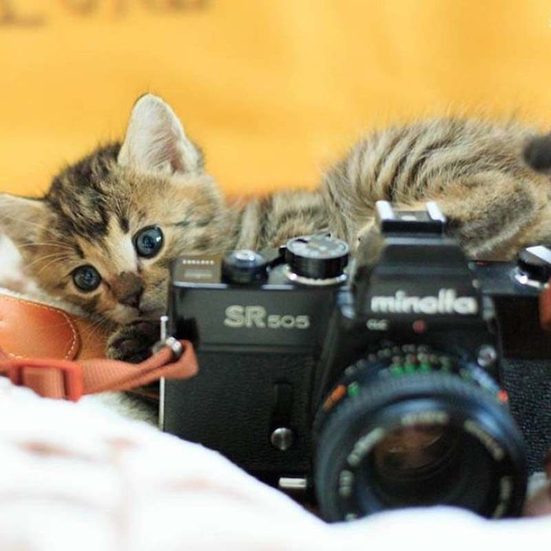 Котята и фотоаппараты: милая фотосерия фотографа из Японии