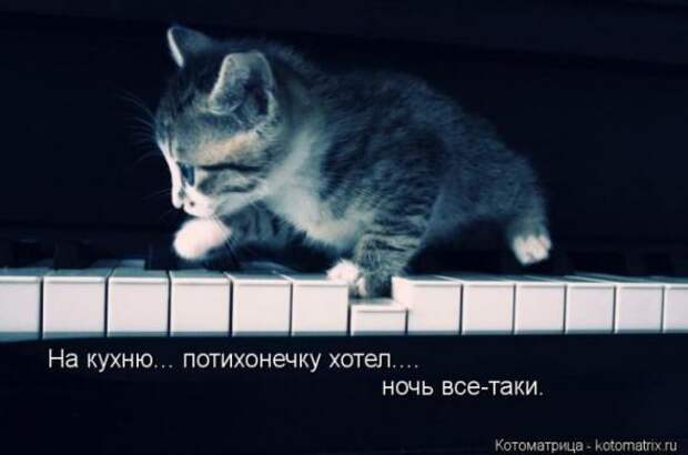 Котоматрицы(картинки с надписями)