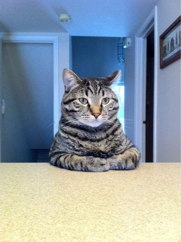 Котики