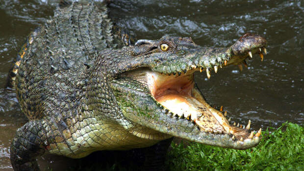 Туристка из Великобритании сплавлялась по реке в Африке и пережила нападение крокодила