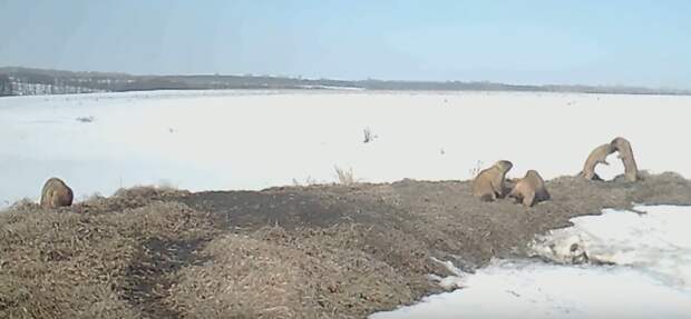 В Пензенской области сняли на видео проснувшихся после зимней спячки сурков