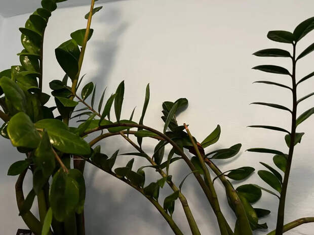 Срочно уберите это с подоконника: популярный домашний цветок превратит вашу жизнь в кошмар