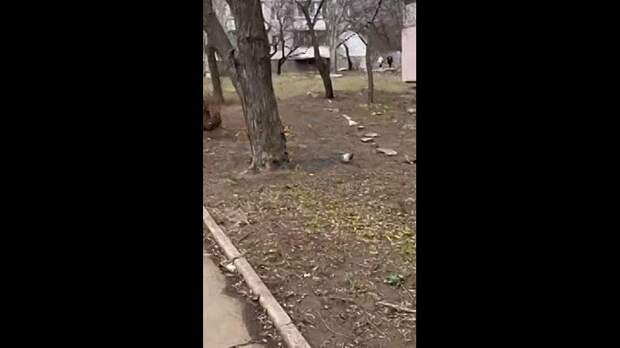 Video: video (1).mp4