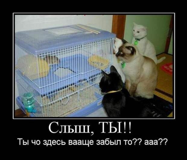 Немного новых демотиваторов