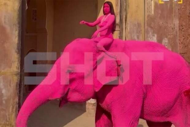 Покрашенный в розовый ради фотосессии россиянки слон не выжил в Индии