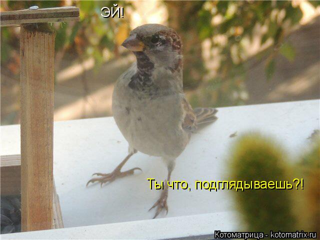 kotomatritsa_Wo (640x480, 213Kb)