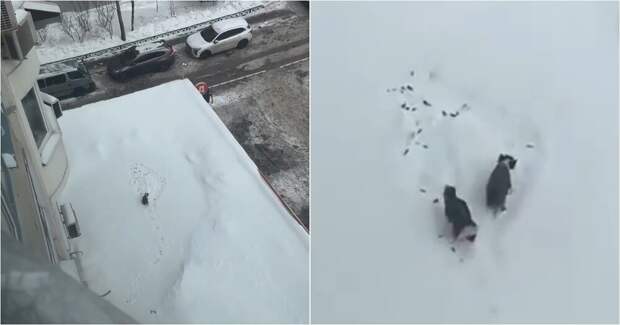 Жительница Подмосковья выгуливала собак на козырьке магазина