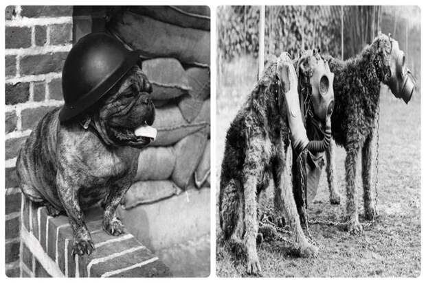 В период Второй мировой войны в советской армии использовали более 40 000 противотанковых собак. В основном с 1941 года, когда первые собаки прибыли на передовую. Это была не лучшая тактика, и она имела неприятные последствия, поскольку собаки были напуганы.