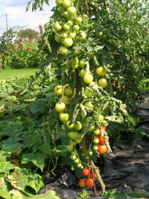 способ выращивания помидоров