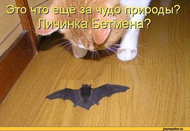 котоматрица,летучая мышь,котэ,прикольные картинки с кошками,песочница