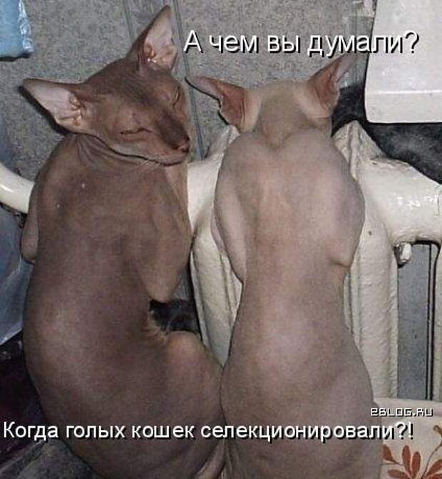 DobroTube.ru - Позитив - КОТЫ с прикольными подписями