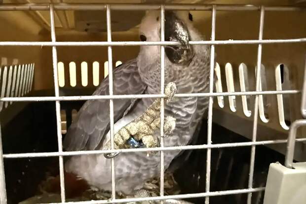 Автобус с траурным какаду Бэнкса и еще 100 экзотическими птицами задержали в России