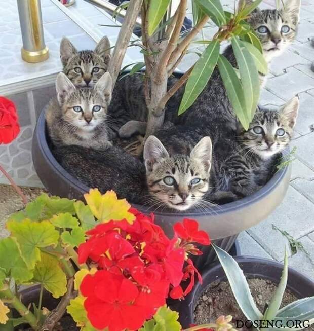 Прикольные картинки