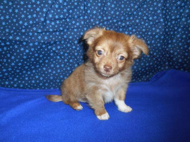 Long-haired Chihuahua