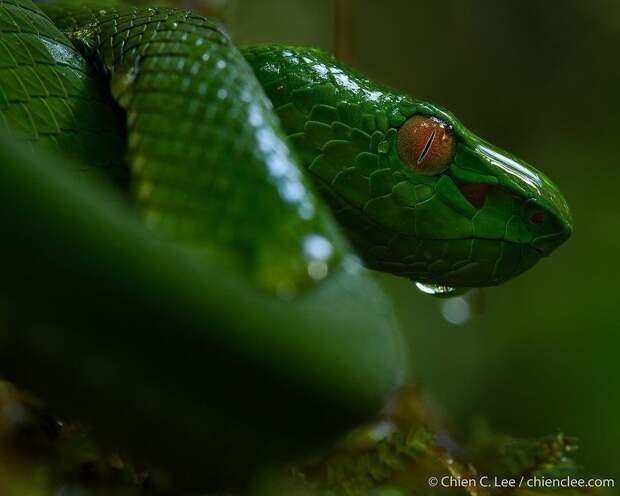 Невероятная жизнь растений и животных в тропических лесах Борнео