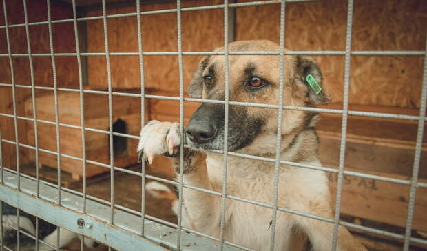 «Хороший мальчик, просто его напугали»: владивостокцев волнует судьба бездомного пса