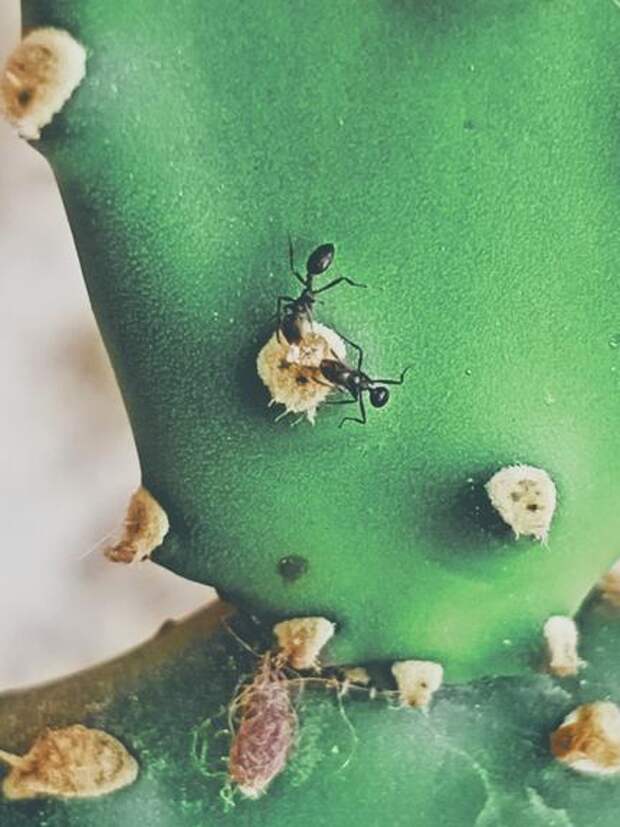 Муравьи могут заменить пестициды для выращивания здоровых культур