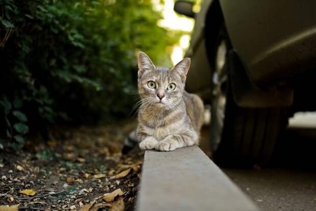 Очень колоритные уличные коты город, домашние животные, жизнь на улице, кот, эстетика