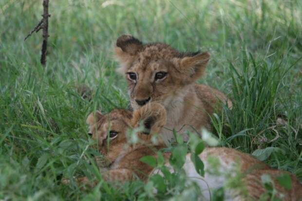 Львы (лат. Panthera leo) (англ. Lions)