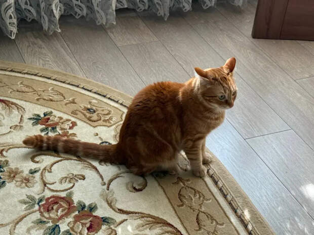 Милые только на фото: 5 пород кошек, которые превратят вашу жизнь в ад