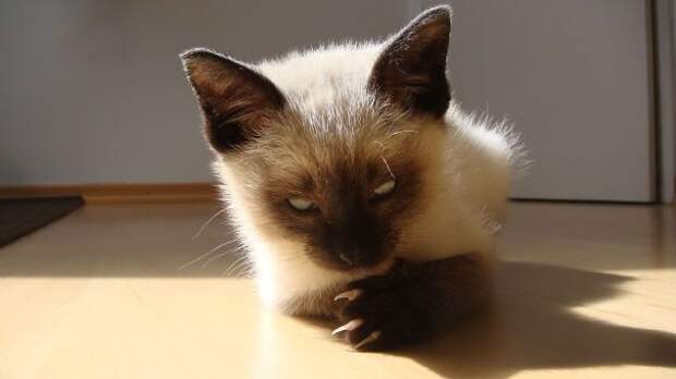кошки, которые хотя убить своих владельцев, злые кошки