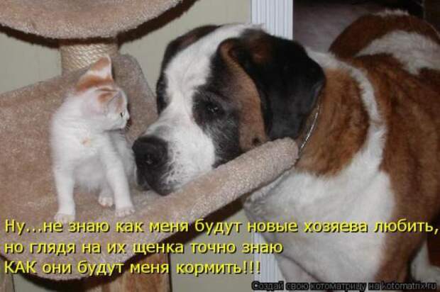 Котоматрицы (картинки с надписями)