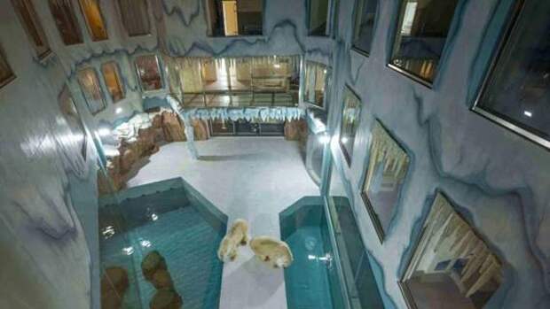 В Китае открыли отель с белыми медведями, который сразу столкнулся с критикой