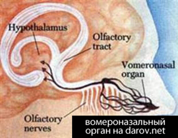 Вомероназальный орган