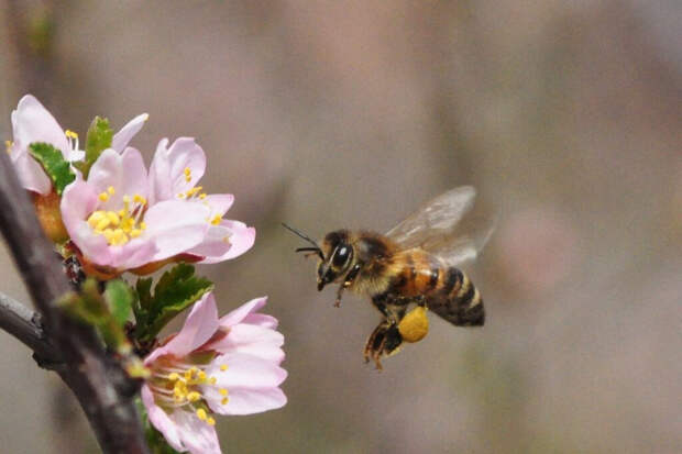 Как пчелы делают мед: секреты высокотехнологичного производства